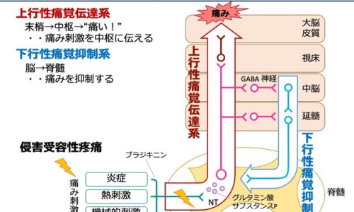 苦瓜孕妇吃了对胎儿有没有好处-孕妇 苦瓜 胃痛网—知名的孕妇能吃苦瓜网站,分享孕妇吃苦瓜后不舒服怎么办知识